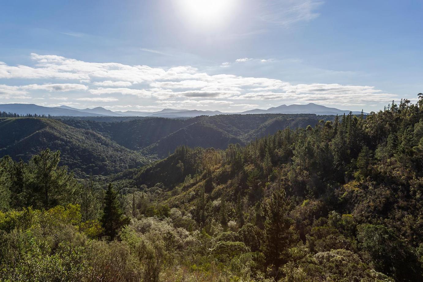 Forest Valley Cottages Knysna Esterno foto